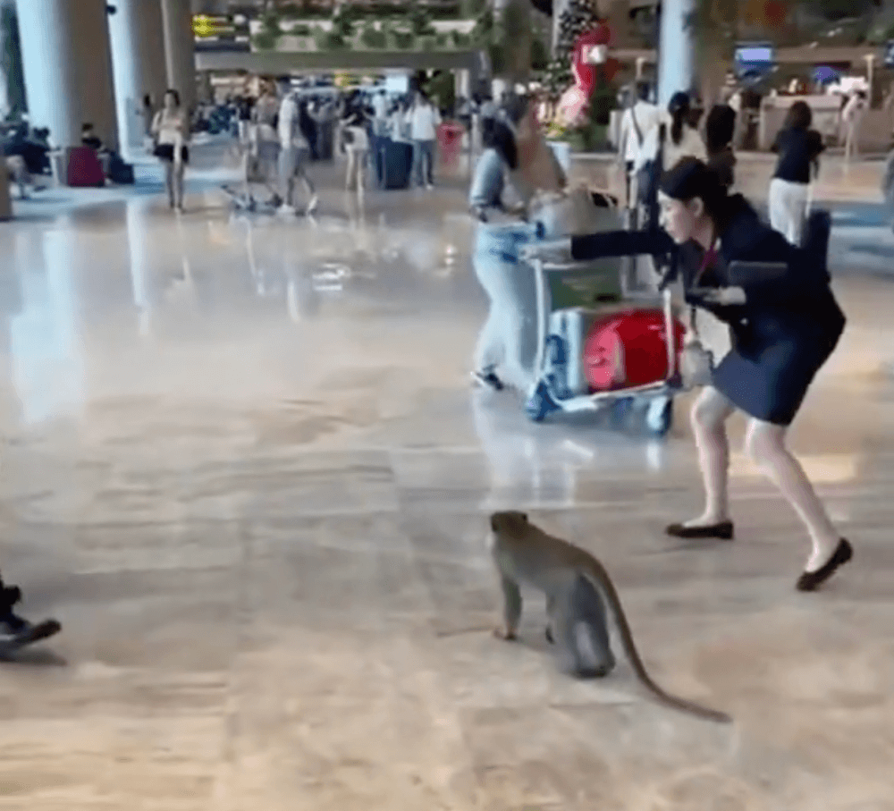 When Monkeys Meet Customer Service: A Hilarious Day at Changi Airport