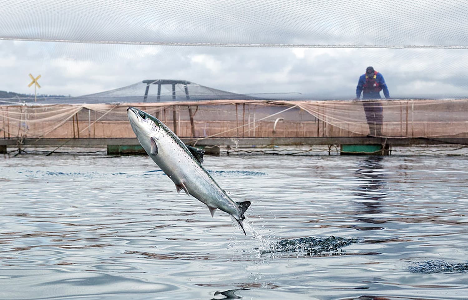 How Verlasso Elevates Customer Service with a Farm-to-Fork Experience in the Seafood Industry